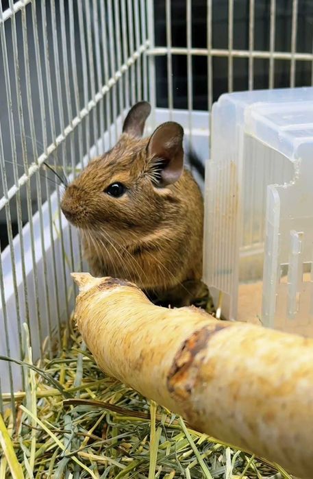 Грызуны в Зоомире