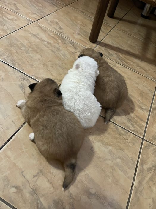 Catelusi metis bichon cu pechinez