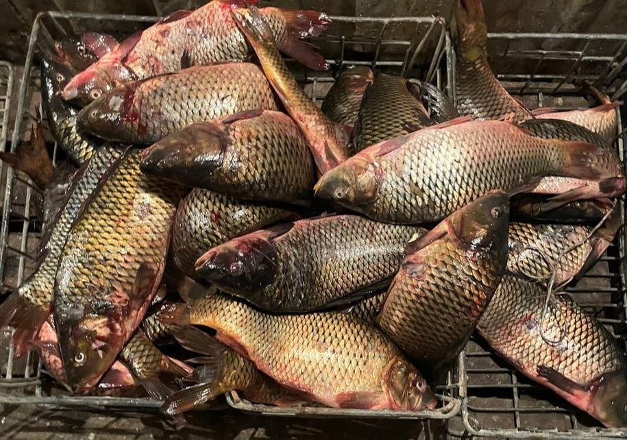 Свежая рыба с доставкой