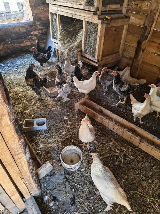 продам петушков и кур молодок