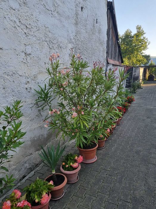 Plante decorative de leandru roz, ideale pentru amenajări exterioare