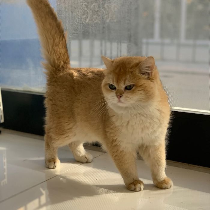 Вязка  с Британцем  NY 12