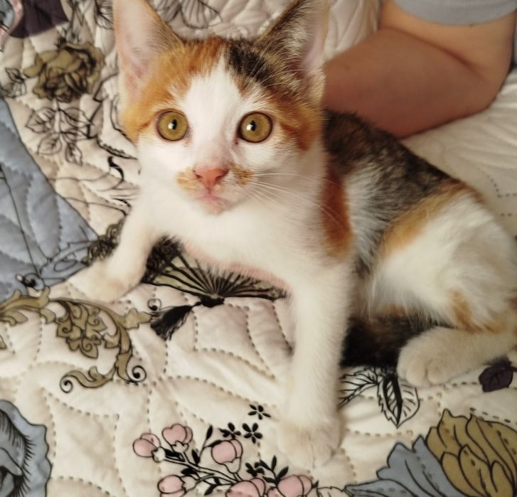 Отдаю котят в добрые руки. Приучены к лотку и хорошо едят обычную еду.