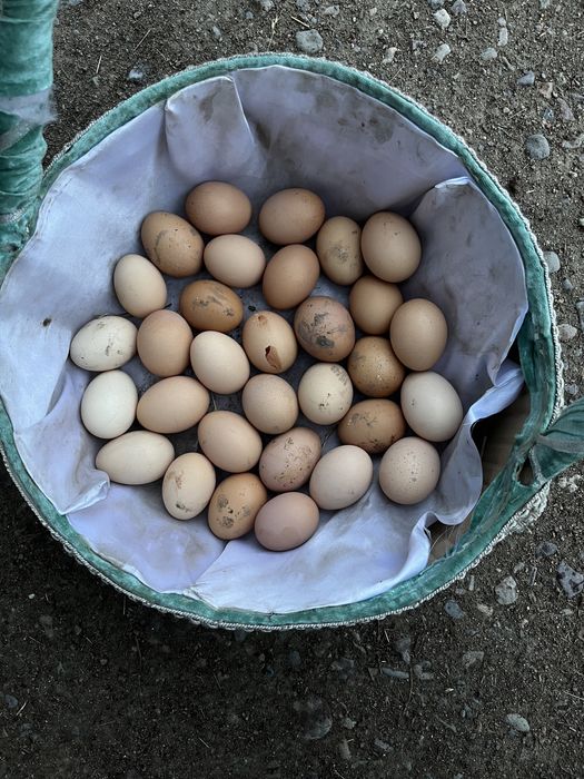 Продам домашные куриные яйца