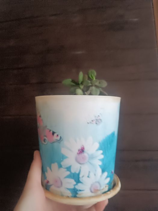 Денежное дерево в горшке