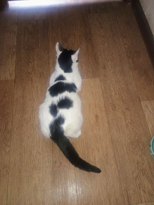 Отдам в добрые руки котика