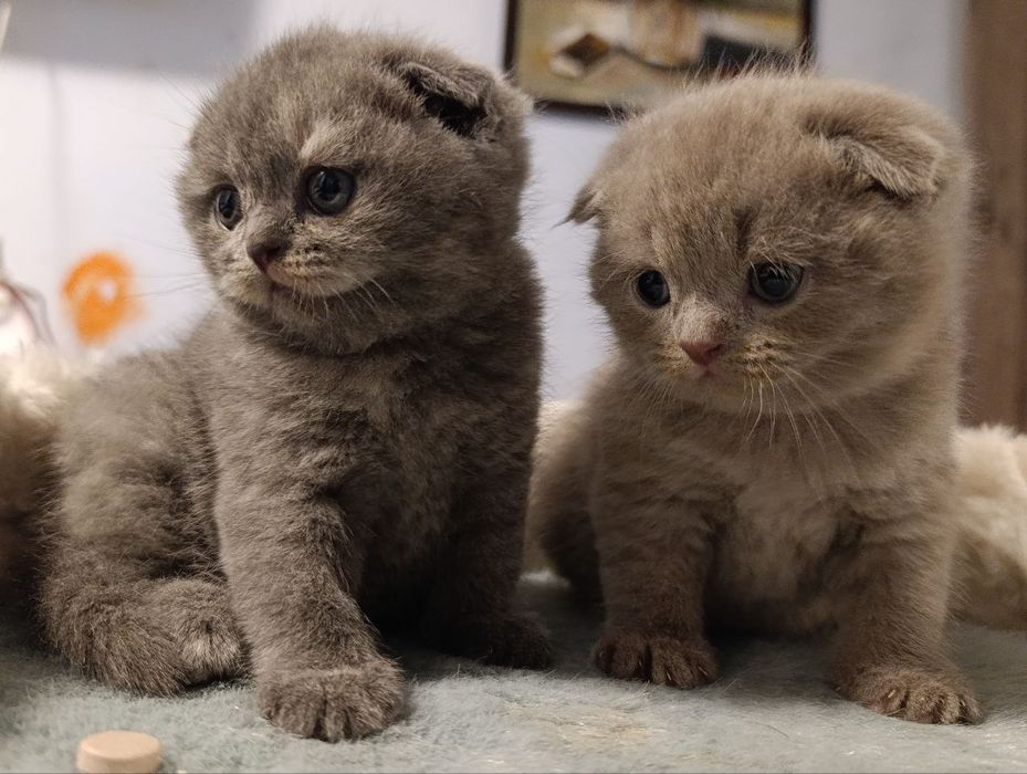 Продажа котят фоллд