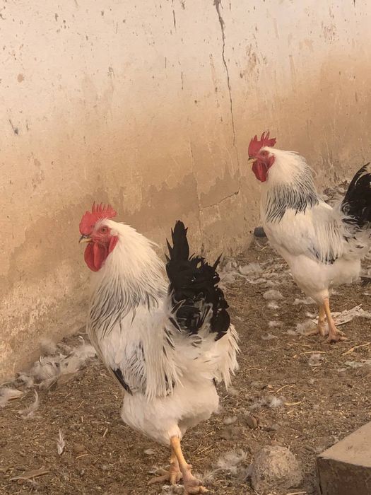 Хурозлар сотилади зоти тоза