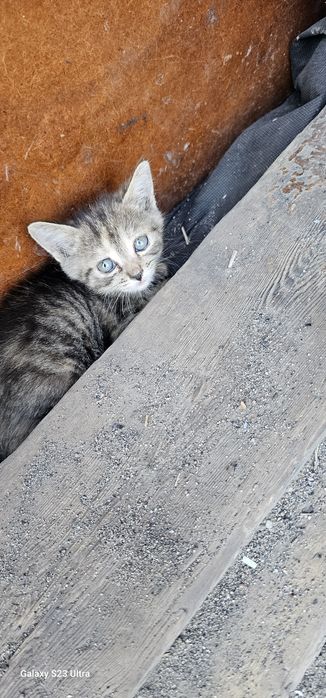 Отдам котят  девочки
