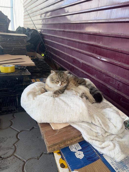 Отдам в хорошие руки кошку