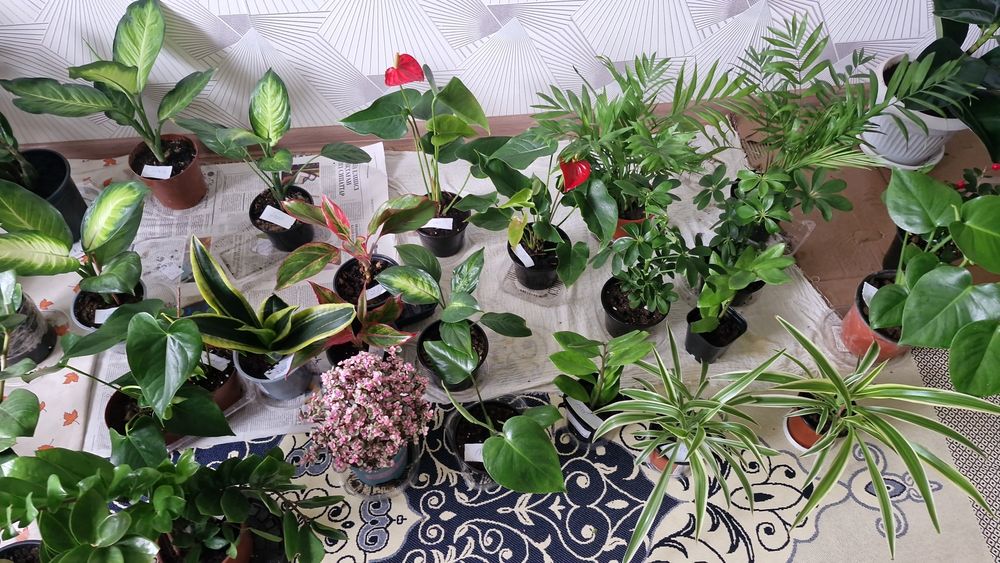 Ұц гұлдері апзан