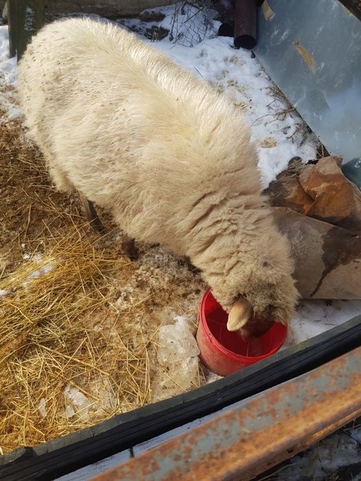 Se vând 2 berbeci și o oaie !