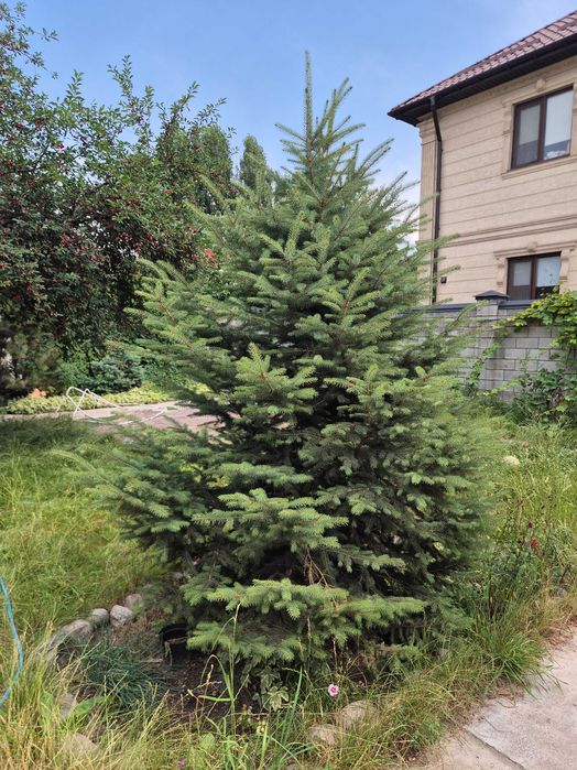 Елка 3 метра, ель колючая (Picea pungens)
