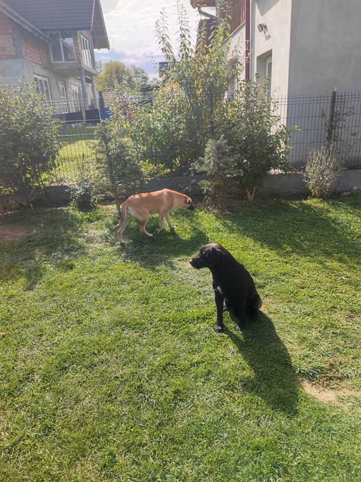 Donez doi câini - împreună sau separat