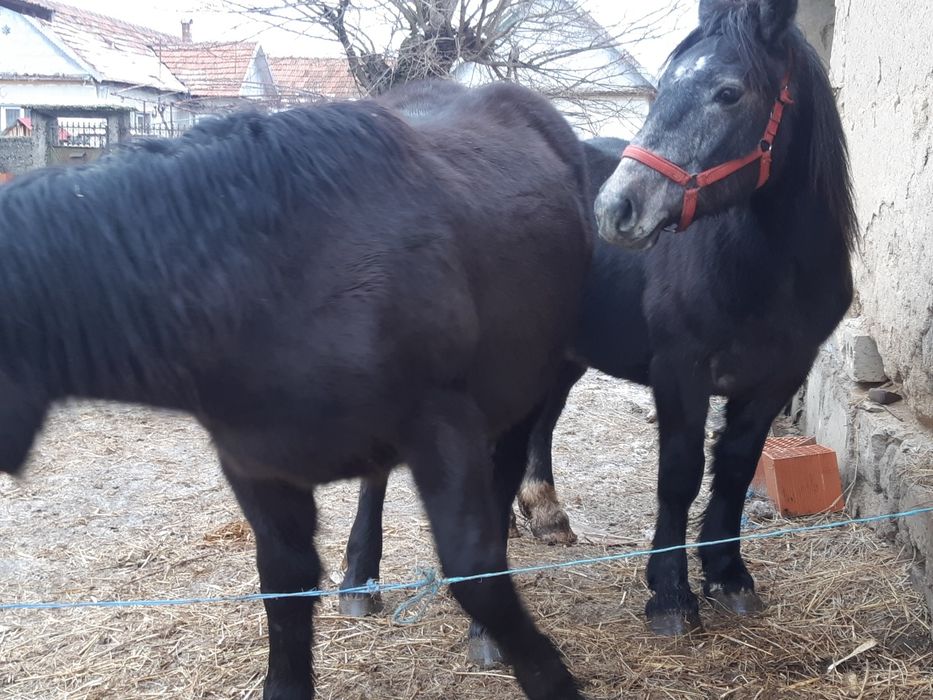 Vand 2 manzi manza neagra