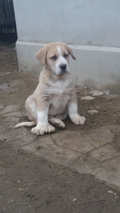 Catei ciobanesc de asia centrala!