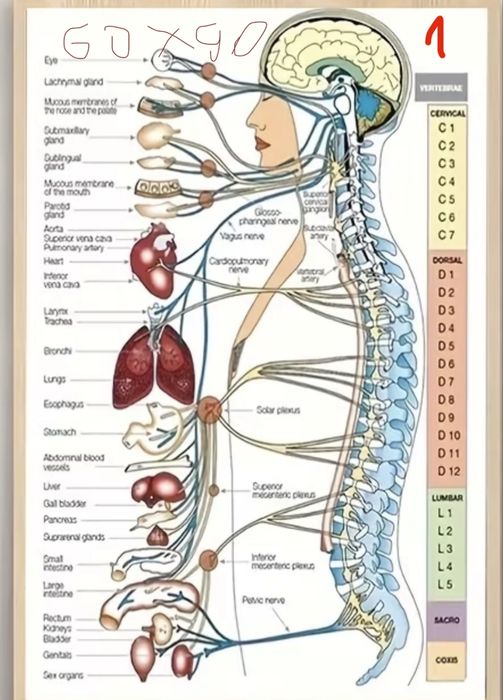 Плакати медицински анатомия 60х80 60х90