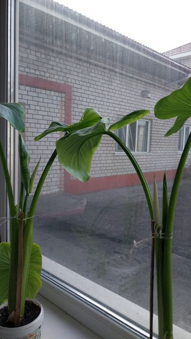 Продам комнатные цветы Калла.