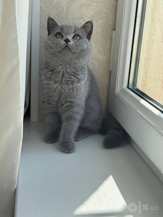 British shorthair toza qon