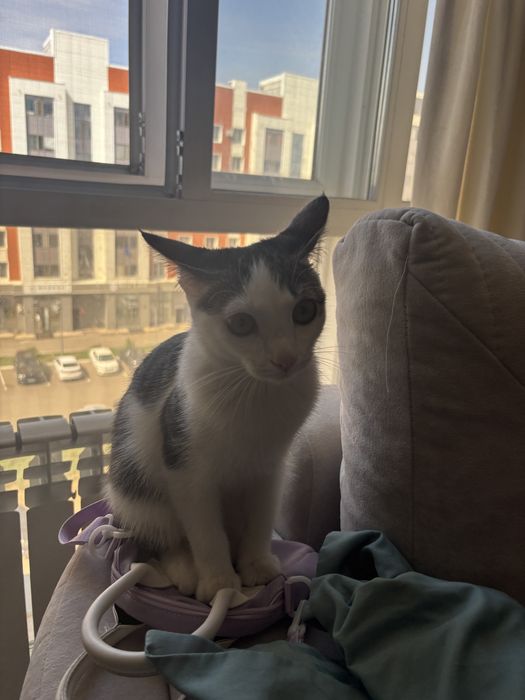 Котенок 9 месяцев
