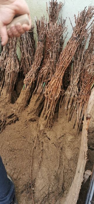 Producător Butași vița de vie