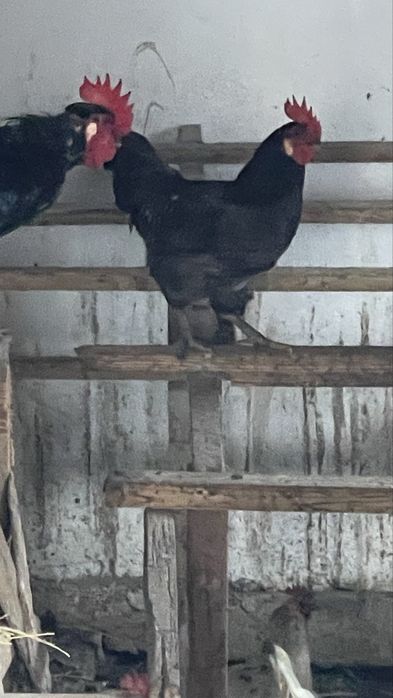 Продам домашних петухов