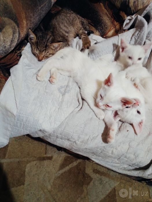 Котята наполовину вислоушки
