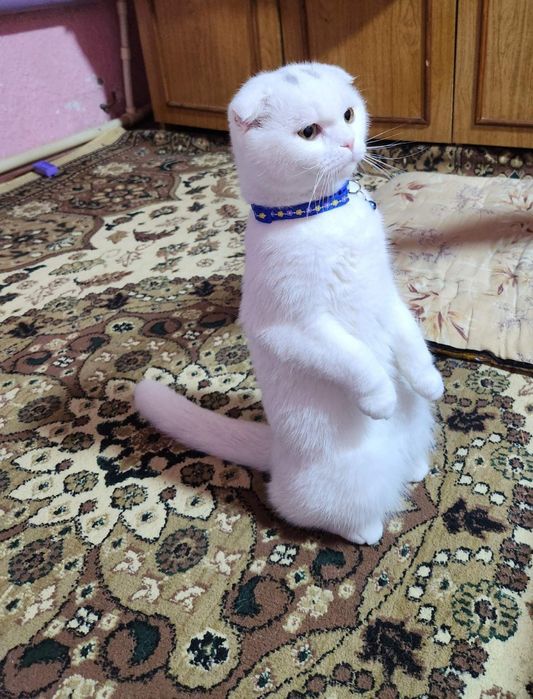 Чисто кровный чисто белый Скотиш Фолд на Вязку