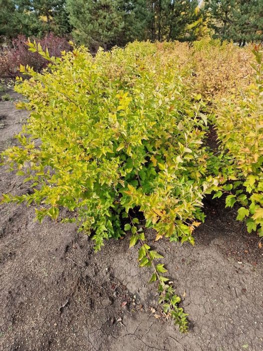 Саженцы с питомника