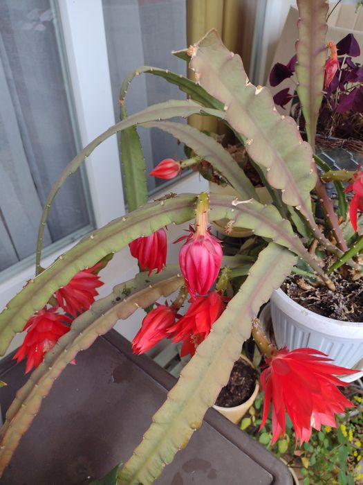 Цъфтящ кактус с красиви цветове