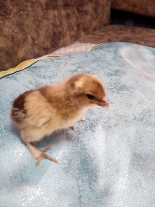 Домашние разноцветные цыплята.