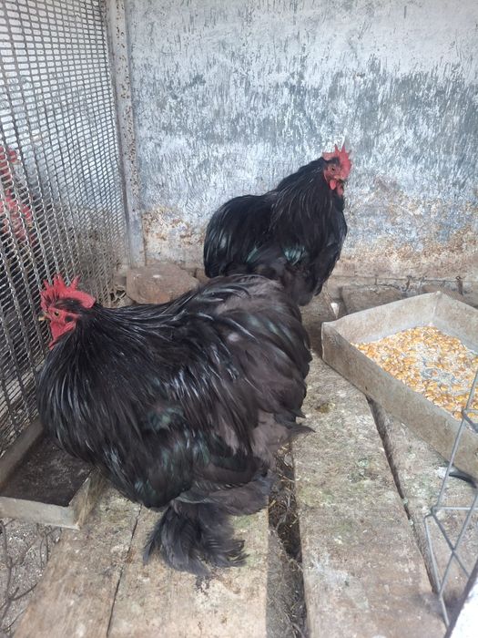 Vand cochinchina pitic