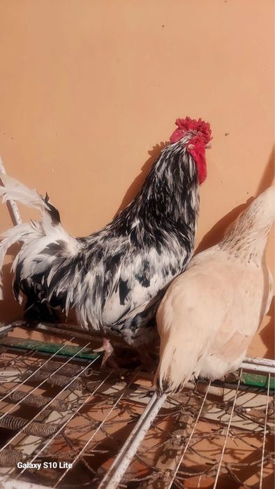 Екі қораз екі Мекені бар