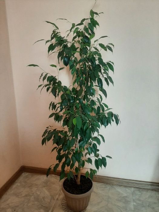 Комнатное растения