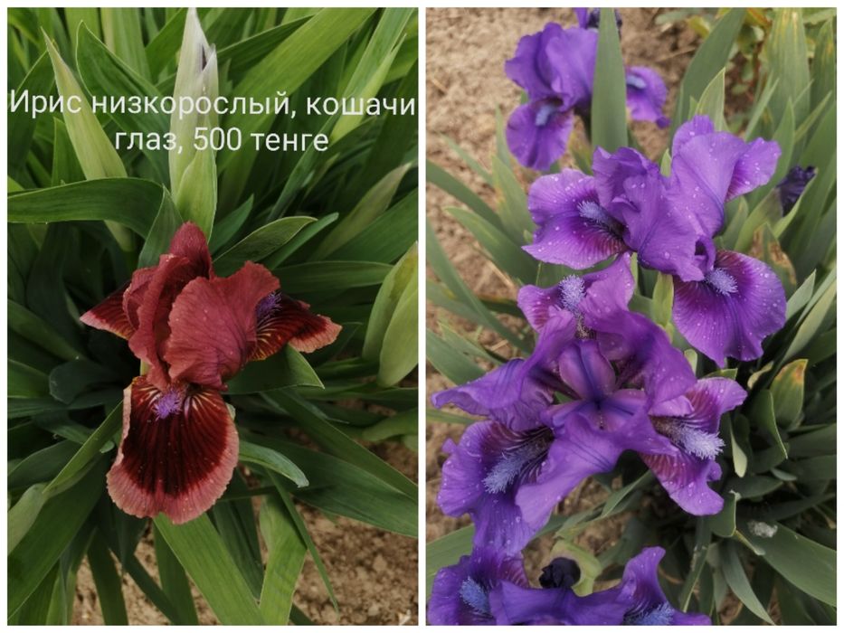 продам ирисы сортовые