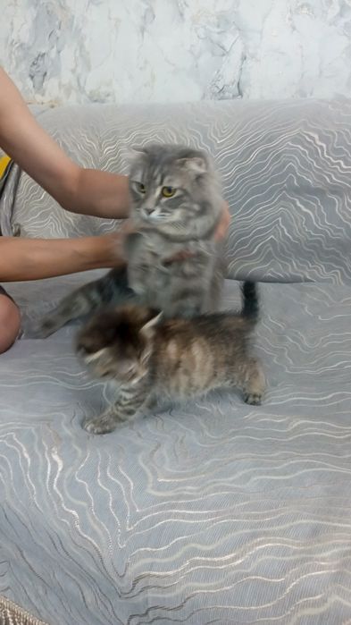 Отдам кошку и котёнка в добрые руки