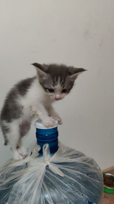 Продам котёнка не дорого !