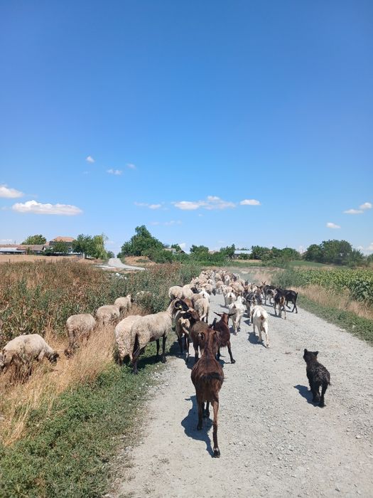Vand capre si oi pentru taiere