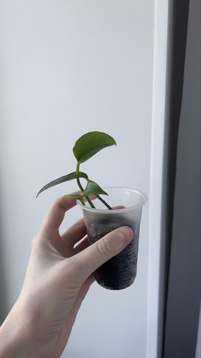 Голдфингер голдфингер