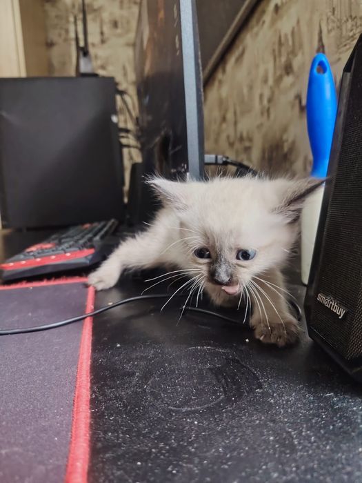 Отдам котят в добрые руки