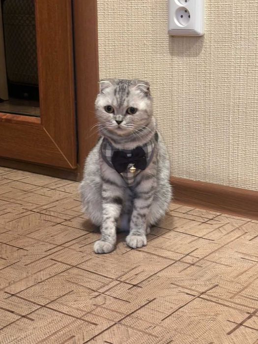 Кошка вислоухая Шотландка