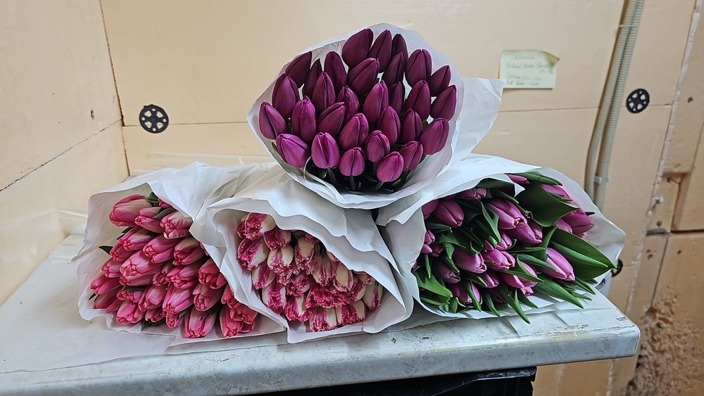 Голландские Тюльпаны к Наурызу!