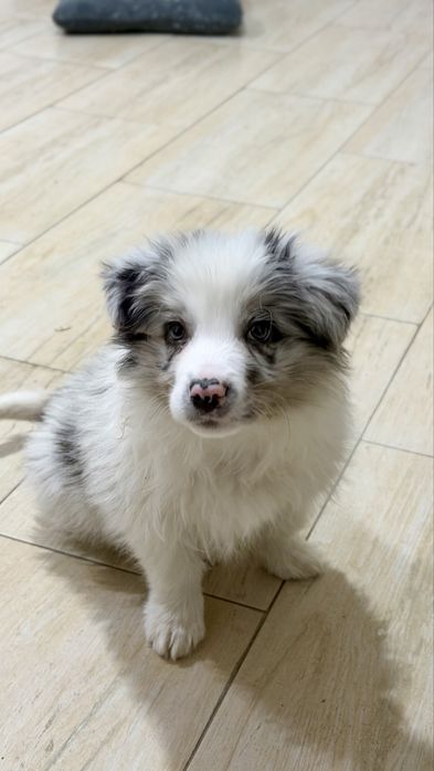 Border Collie Mascul Blue Merle