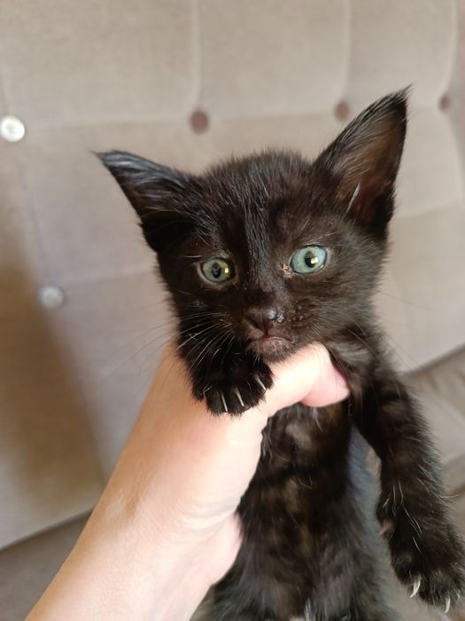 Котята в заботливые руки