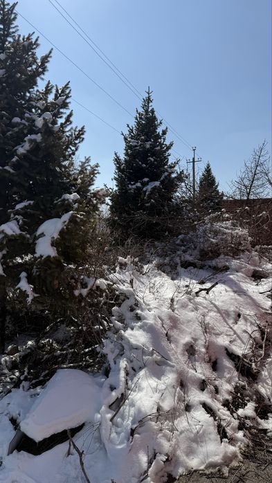 Продам большие елки