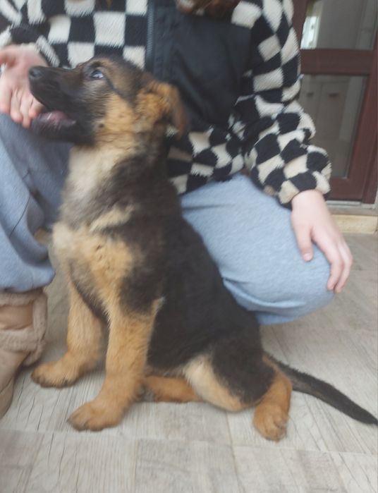 Pui ciobanesc german cu pedigree