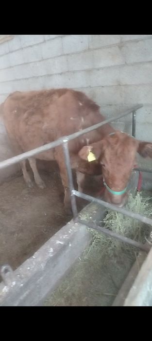 3 туган ири денели сиыр