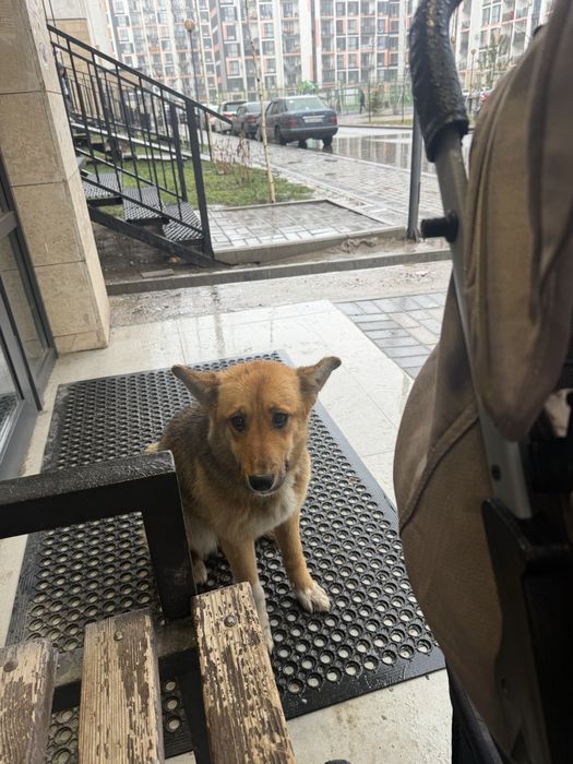 Отдам в хорошие руки Алматы