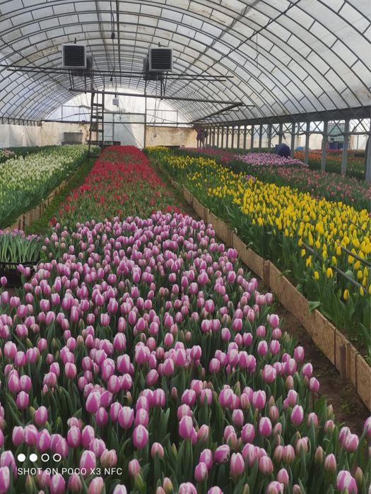 Тюльпаны оптом 420 тг