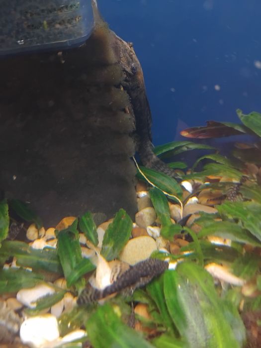 Анциструси супер ред  , обикновени  и скариди  ред чери